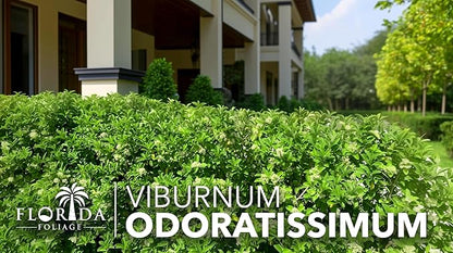 Viburnum Odoratissimum | 40 Live Plants | Viburnum odoratissimum | Fast Growing Privacy Hedge | Evergreen Screening Shrub