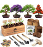Avergo Bonsai Tree Kit – 4X Unique Japanese Bonzai Trees | Complete Indoor Starter Kit for Growing Bonsai Plants with Tools & Planters – Gardening Gifts for Women & Men