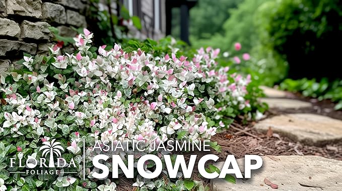 Asiatic Jasmine 'Snowcap' | 1 Large Gallon Size Plant | Trachelospermum Asiaticum Snowcap | Variegated Ground Cover Plants | Drought Tolerant Landscaping Vines
