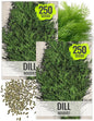 Seed Needs Dill Seeds for Planting Bouquet Herbs - Non-GMO Heirloom & Untreated Herb Seed to Plant a Home Grown Indoor / Outdoor Garden (2 Packs)