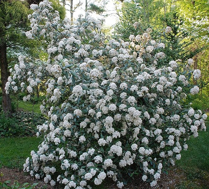 Four Pack of Pragense Viburnum - Evergreen Privacy Hedge - 4 Live Plants Shipped 2 to 3 Feet Tall by DAS Farms (No California)