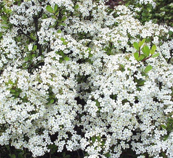 Viburnum Densa | 3 Live Quart Size Plants | Viburnum Obovatum 'Densa' | Compact Evergreen Shrub | Low-Maintenance Privacy Plants for Landscaping