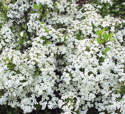 Viburnum Densa | 3 Live Quart Size Plants | Viburnum Obovatum 'Densa' | Compact Evergreen Shrub | Low-Maintenance Privacy Plants for Landscaping